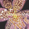 Панно мозаичное Орхидея 5100х2900 мм